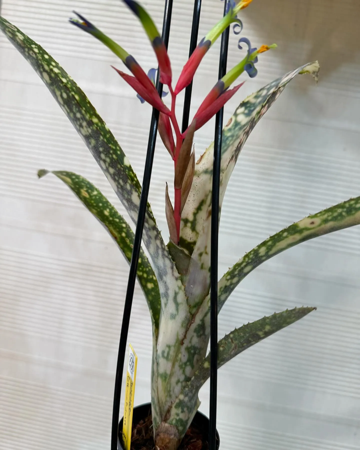 Billbergia Poquito Blanco